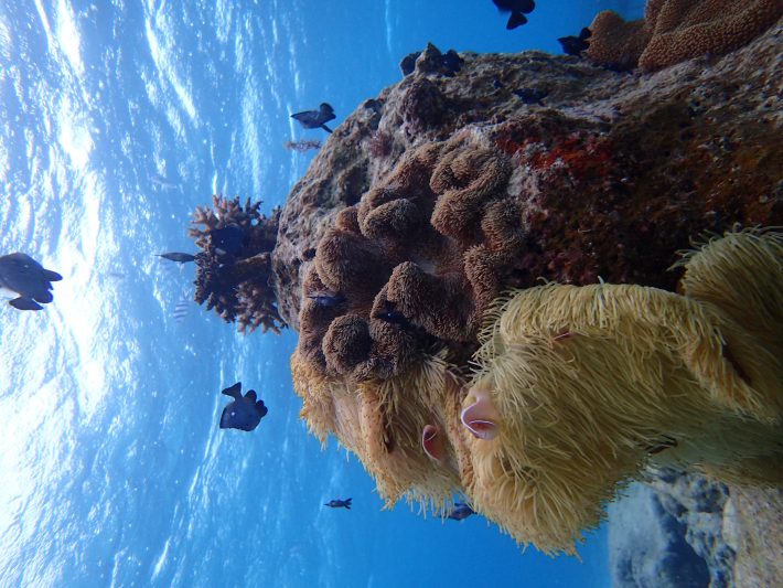 恩納 浮潛 沖繩