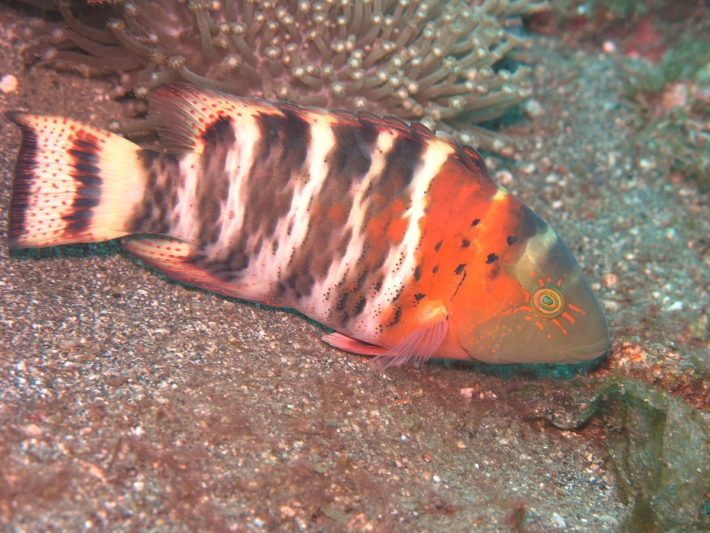 沖繩潛水橫帶唇魚
