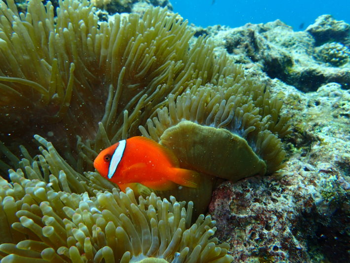 沖繩潛水小丑魚