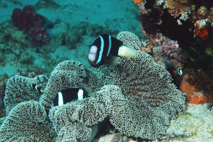 沖繩潛水推薦小丑魚