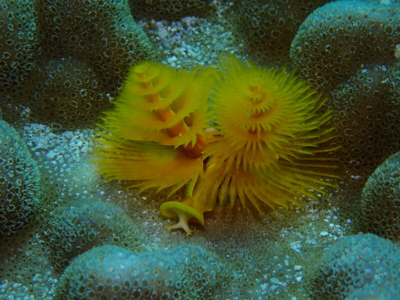 沖繩夢幻礁 海底生物 青洞