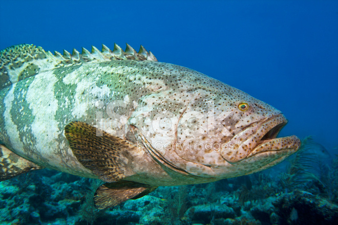 沖繩潛水石斑魚
