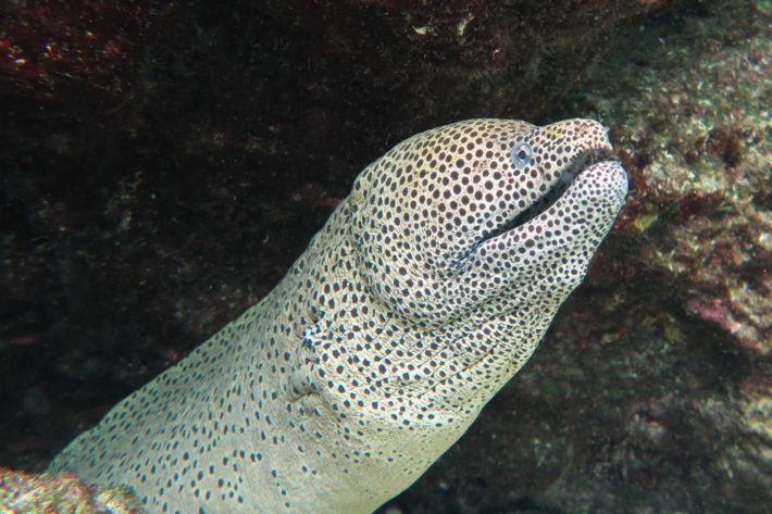 沖繩潛水魔斑裸胸鯙