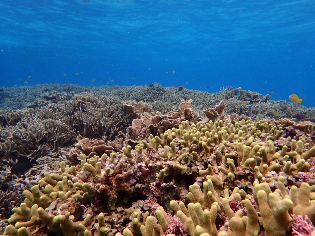 珊瑚礁保育區，熱帶魚種類特多