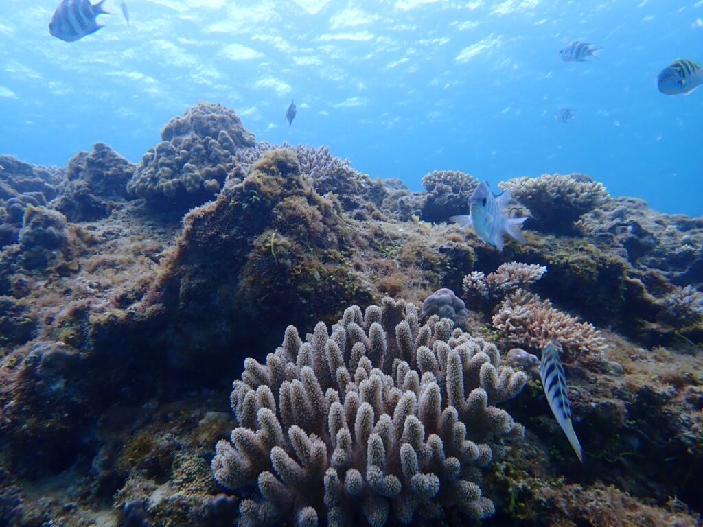 軟珊瑚真的很漂亮