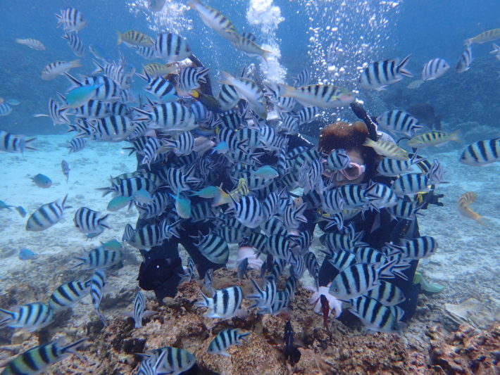 沖繩潛水 潛水證照 六線豆娘魚