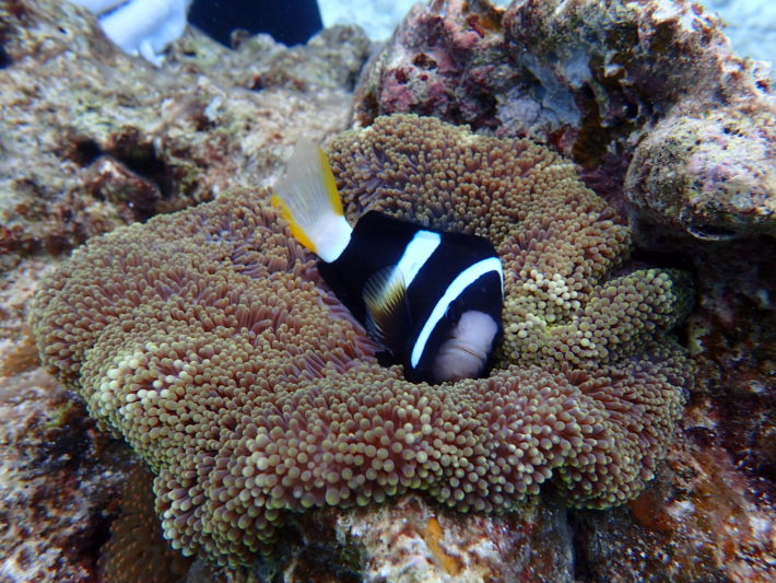沖繩潛水小丑魚