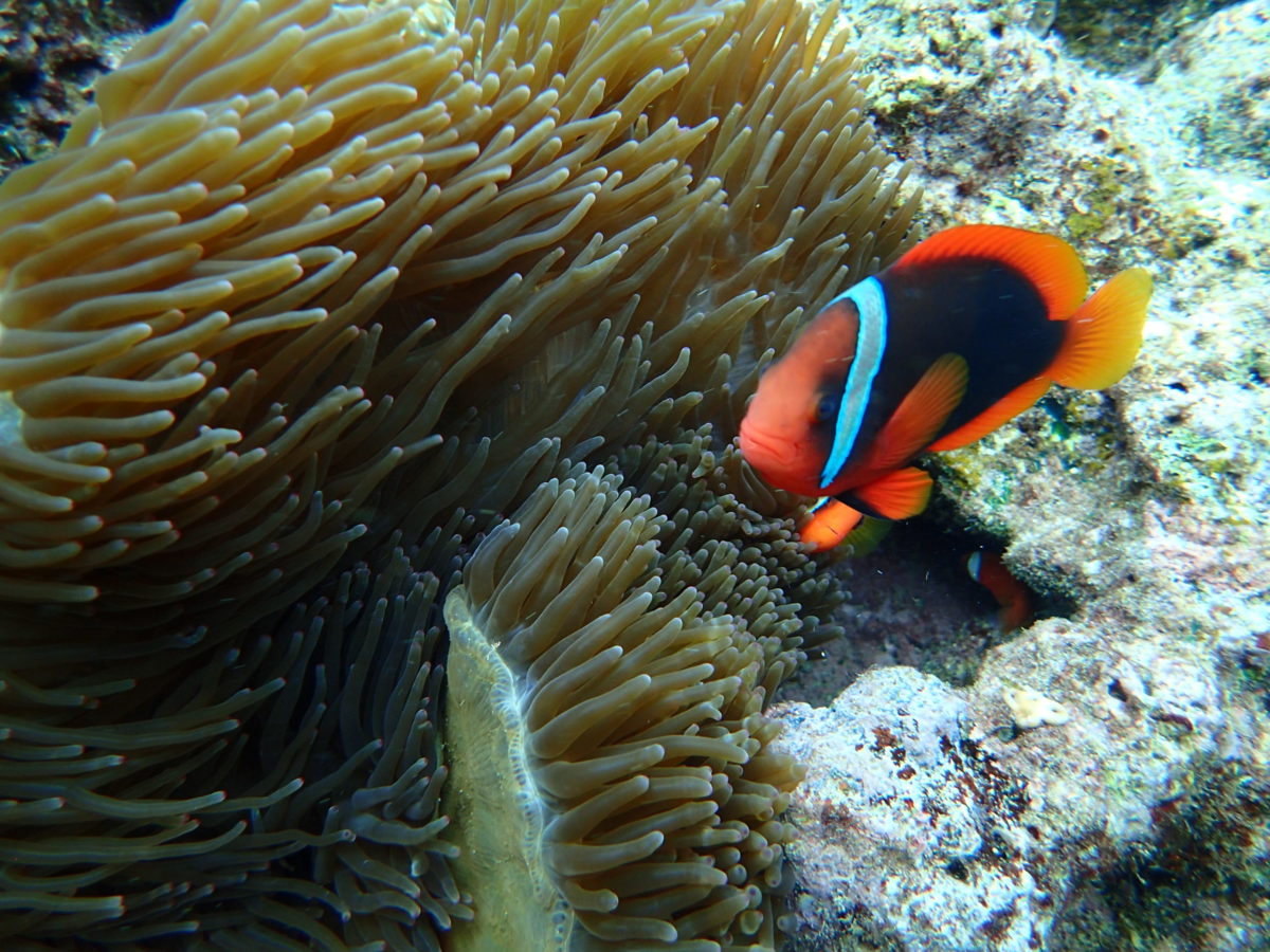 沖繩潛水小丑魚