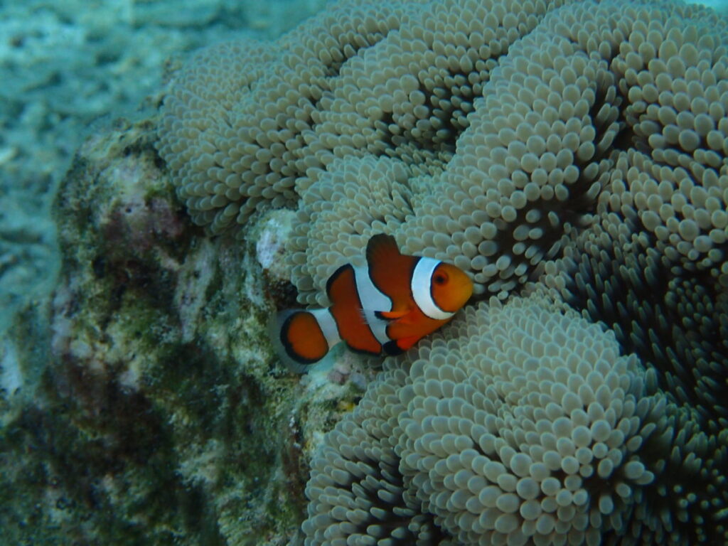 沖繩潛水--小丑魚的種類之一--眼斑雙鋸魚(公子小丑魚)