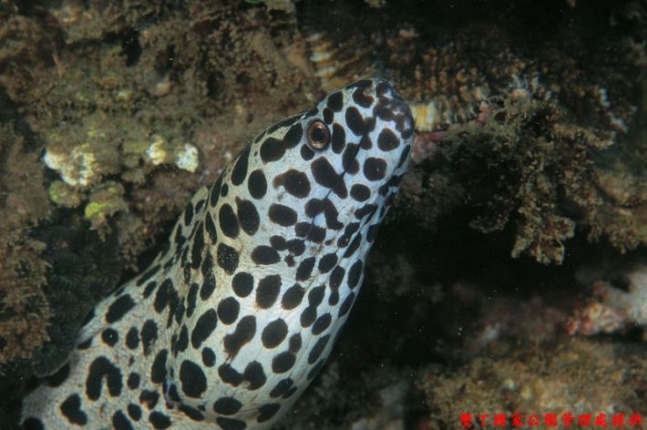 沖繩潛水魔斑裸胸鯙