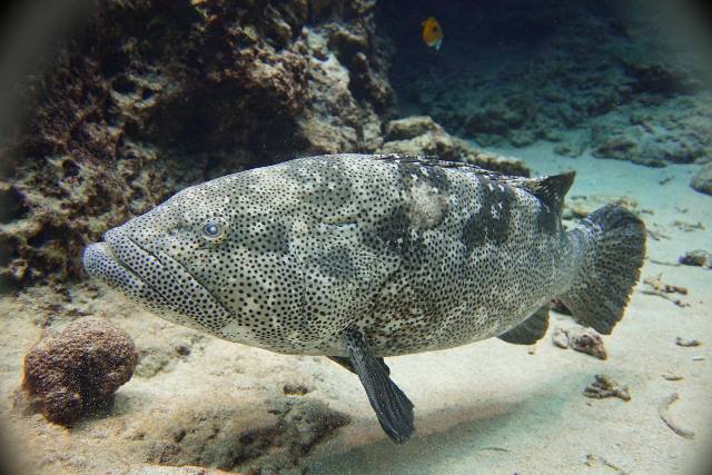 沖繩潛水~~魚類介紹~~瑪拉巴石斑魚
