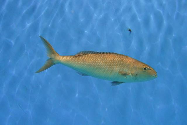 沖繩潛水~~魚類介紹~~藍笛鯛