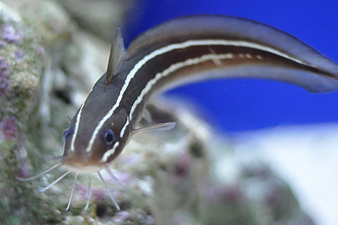 沖繩潛水日本鰻鯰