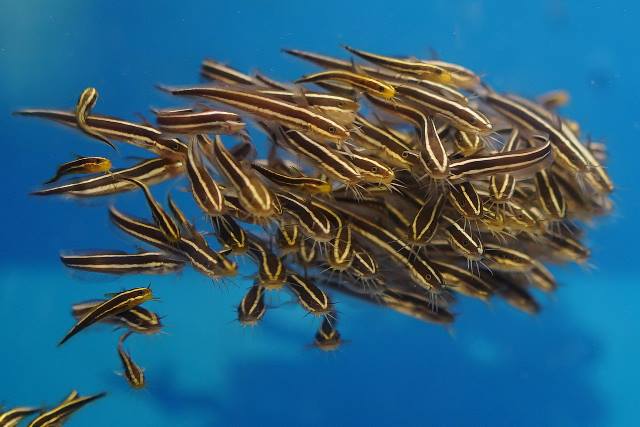 沖繩潛水日本鰻鯰