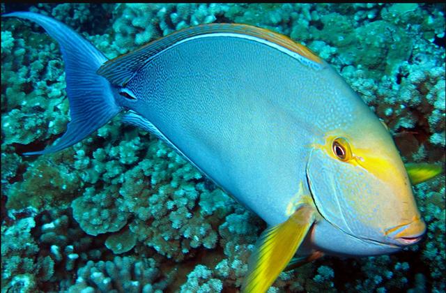 沖繩潛水黃鰭刺尾鯛