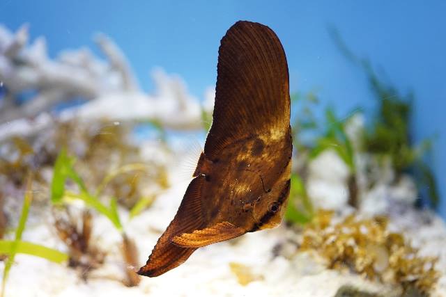 沖繩潛水圓眼燕魚