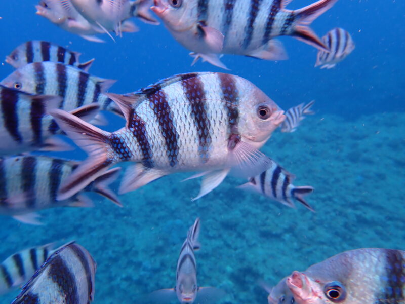 沖繩藍洞 體驗潛水 青洞浮潛｜潛水時享受餵魚的樂趣｜黑潮潛水