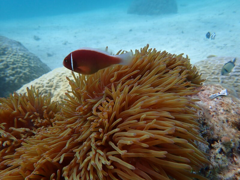 沖繩夢幻礁 體驗潛水 藍洞浮潛｜沖繩夢幻礁的小丑魚有六種｜黑潮潛水