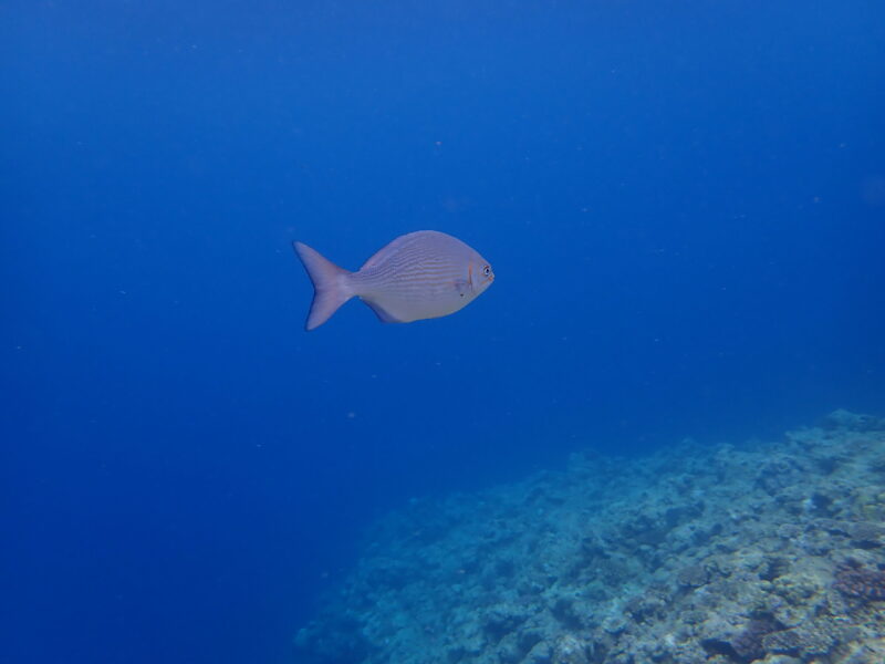 沖繩潛水 青之洞窟 體驗潛水