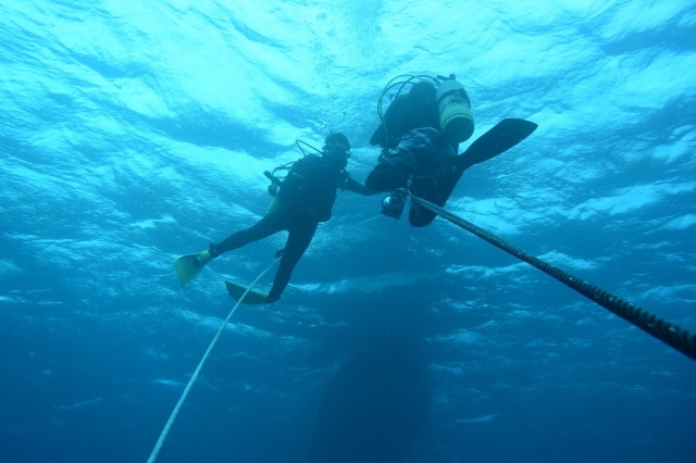 沖繩青洞 潛水 體驗潛水 ｜潛水中看到的生物 小丑魚｜黑潮潛水