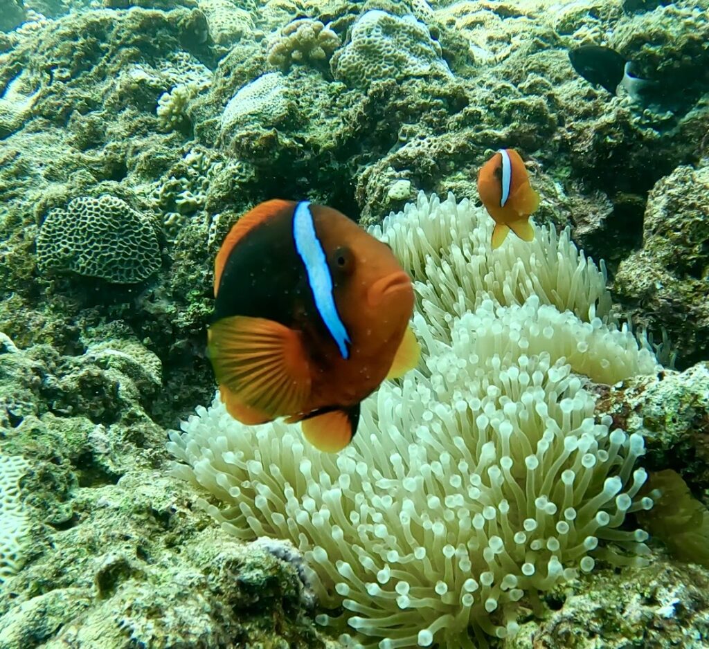 黑潮潛水 沖繩 體驗潛水 中文說明