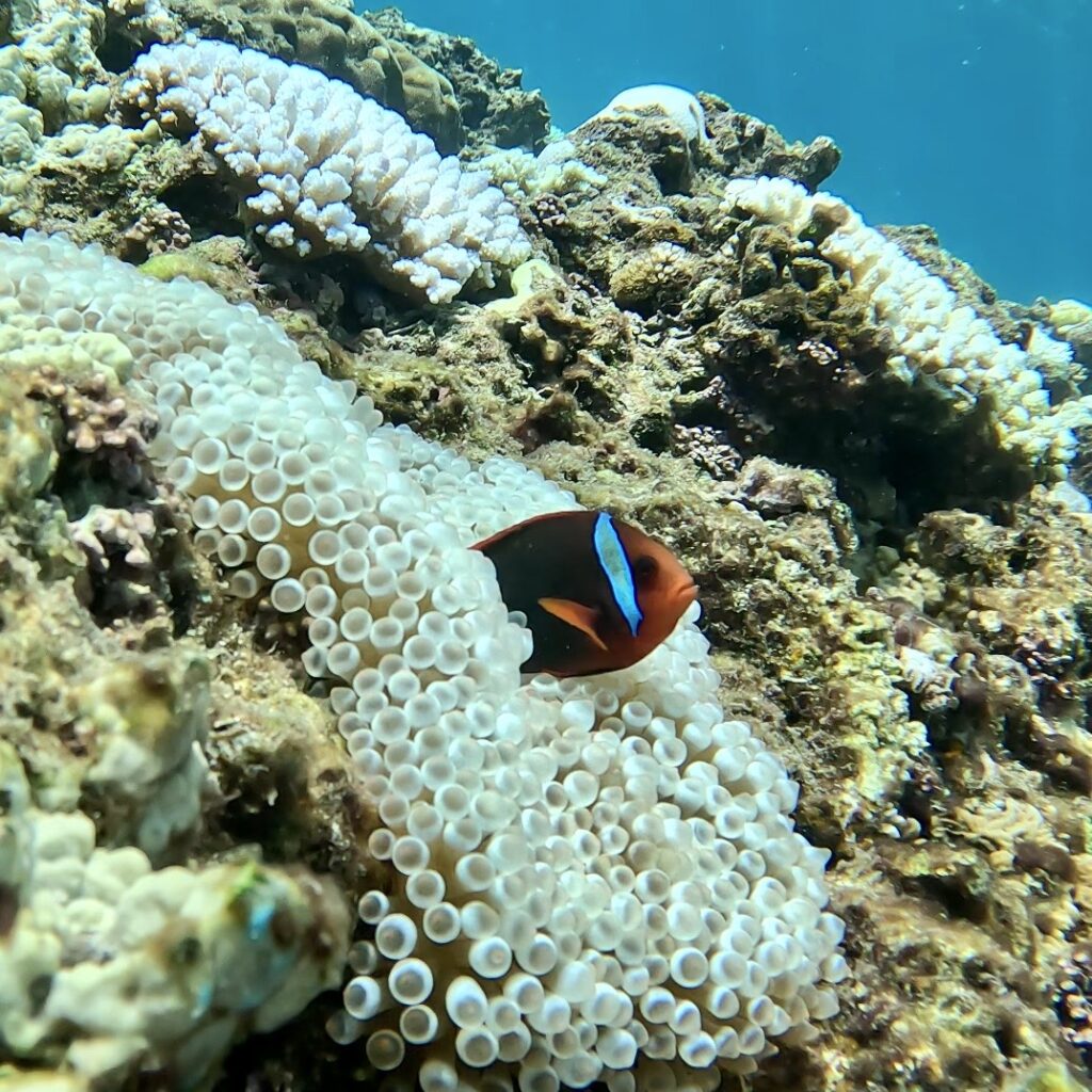 黑潮潛水 沖繩 浮潛 中文說明