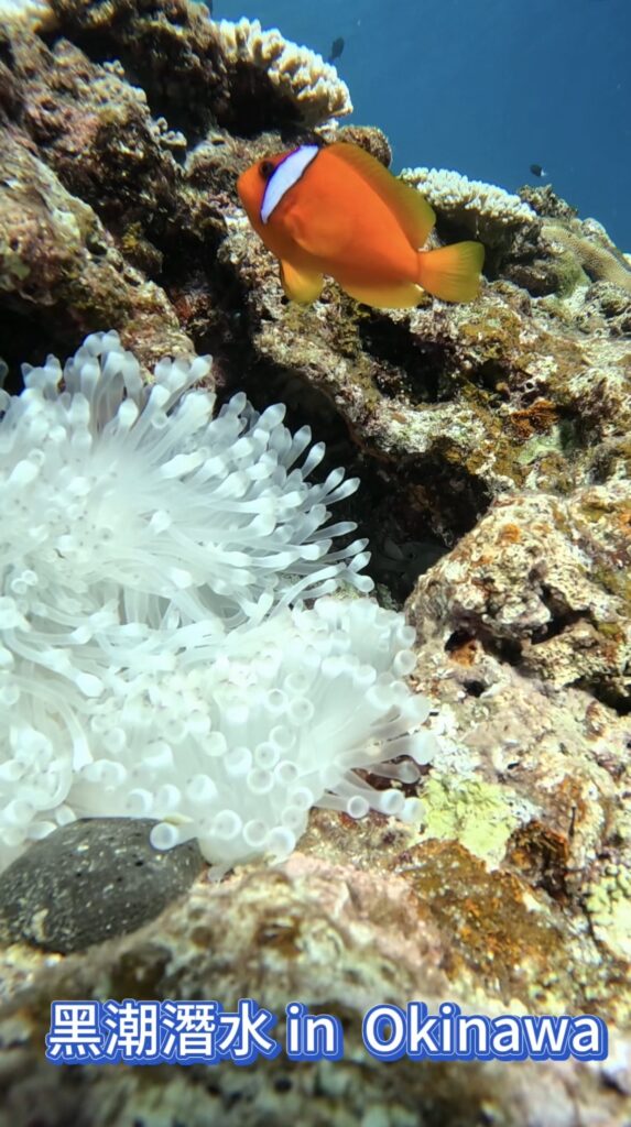 沖繩 船潛  浮潛潛水｜颱風攪局｜黑潮潛水