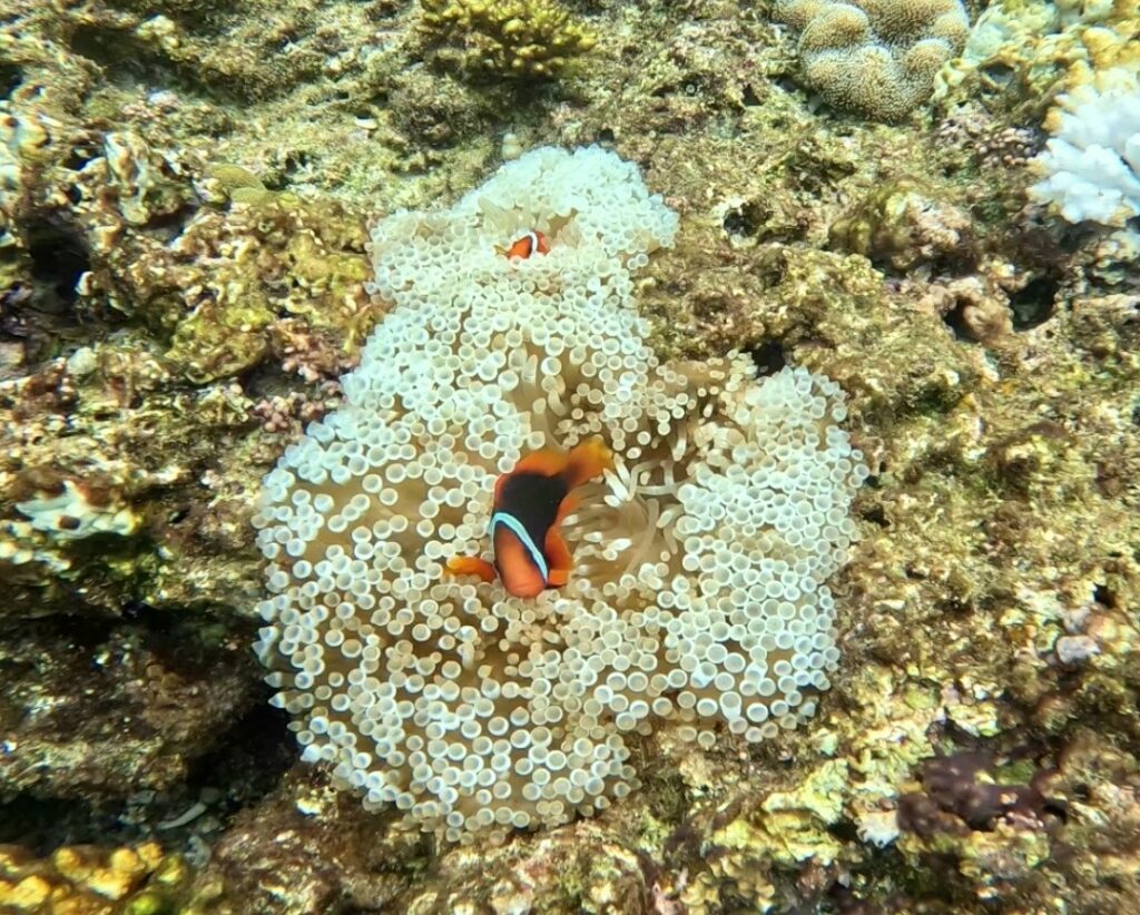 黑潮潛水 沖繩 浮潛 中文說明