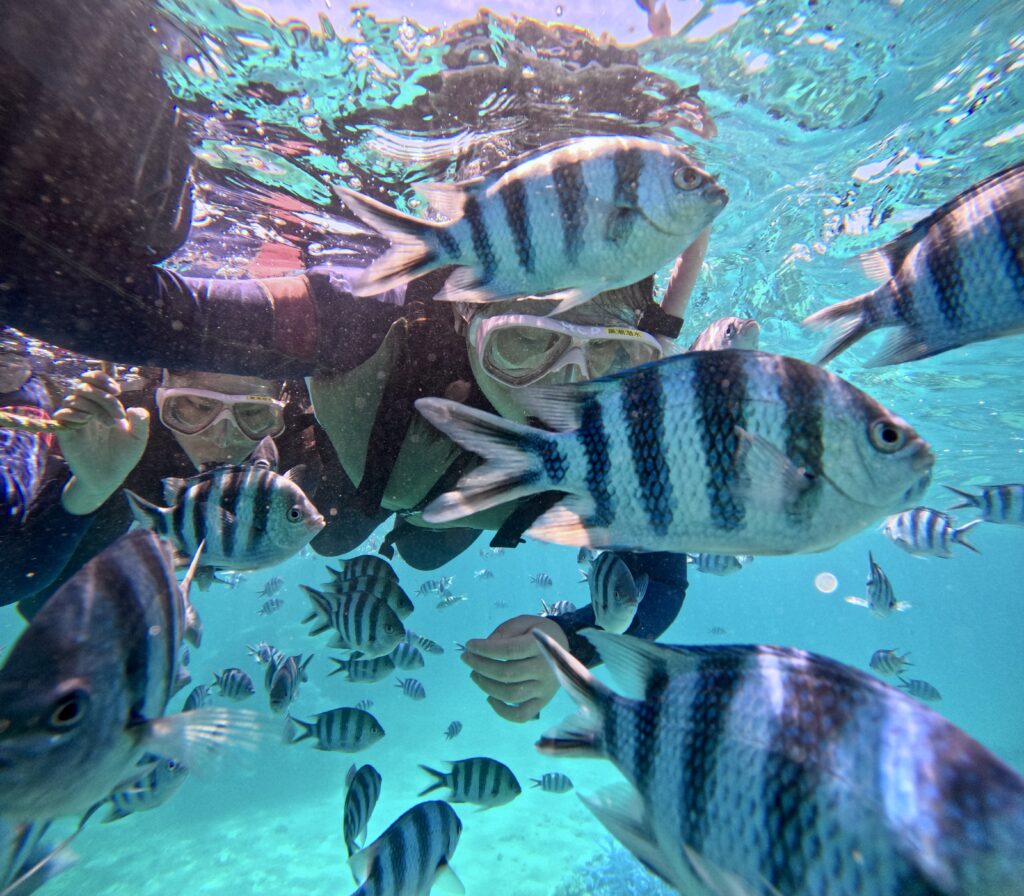 中文說明 沖繩浮潛潛水 黑潮潛水