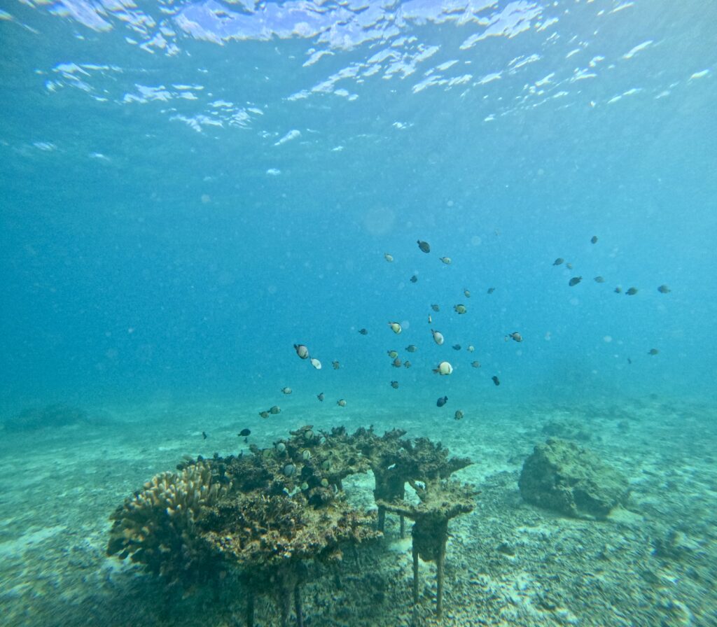 黑潮潛水 沖繩旅遊 中文教練 潛水