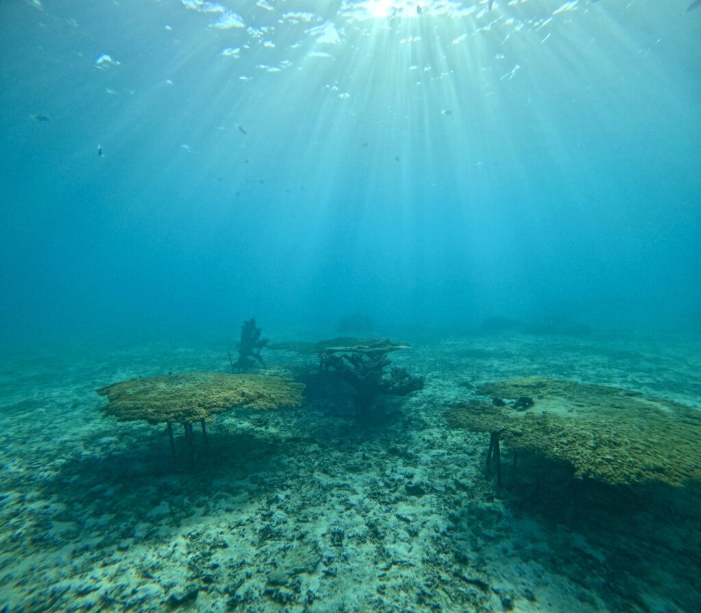 黑潮潛水 沖繩 旅遊 中文教練 潛水