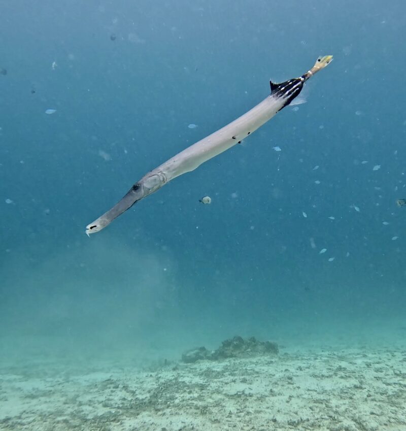 沖繩旅遊 體驗潛水 黑潮潛水 管口魚