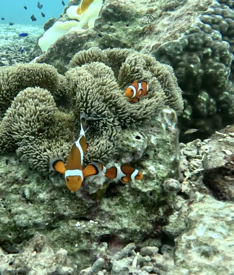 冲绳旅游 梦幻礁 浮潜 尼莫 中文说明