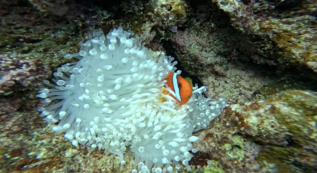 沖繩 青洞 體驗潛水 黑潮潛水