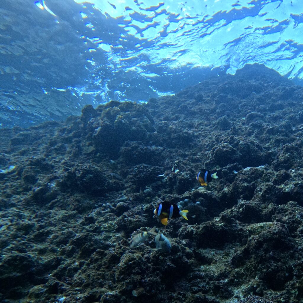 体验潜水 浮潜 冲绳 中文教练 青洞 蓝洞