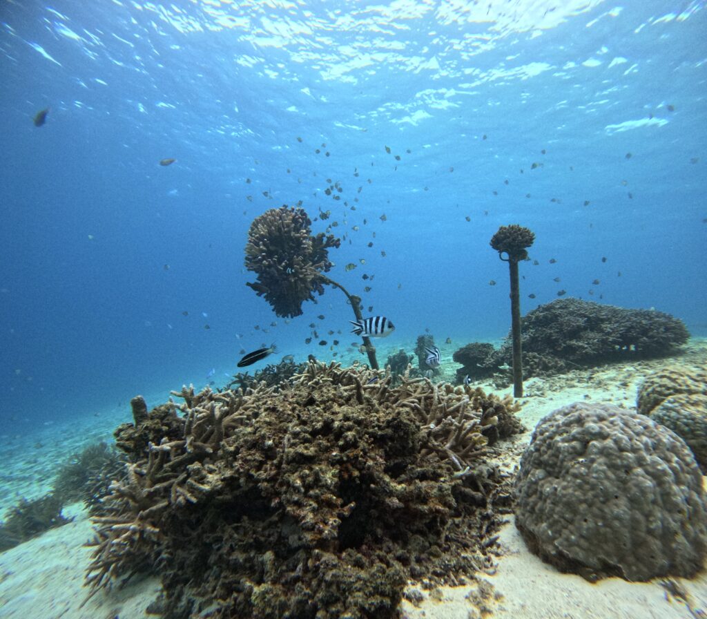 沖繩 旅遊 夢幻礁 浮潛 潛水 中文說明