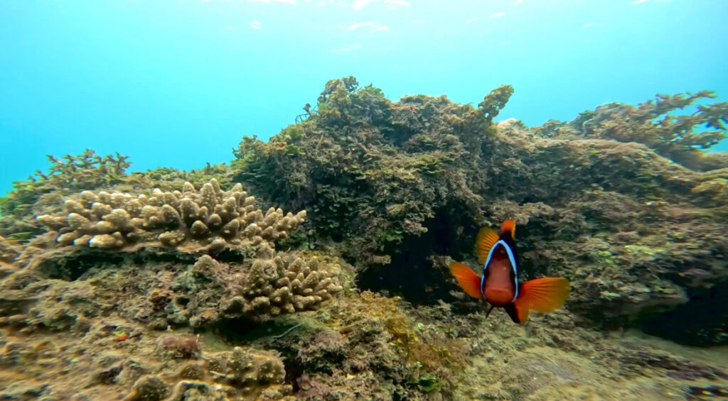 黑潮潛水帶給你不一樣的體驗🌊