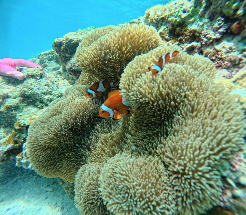 冲绳旅游 梦幻礁 中文教练 发现小丑鱼 黑潮潜水