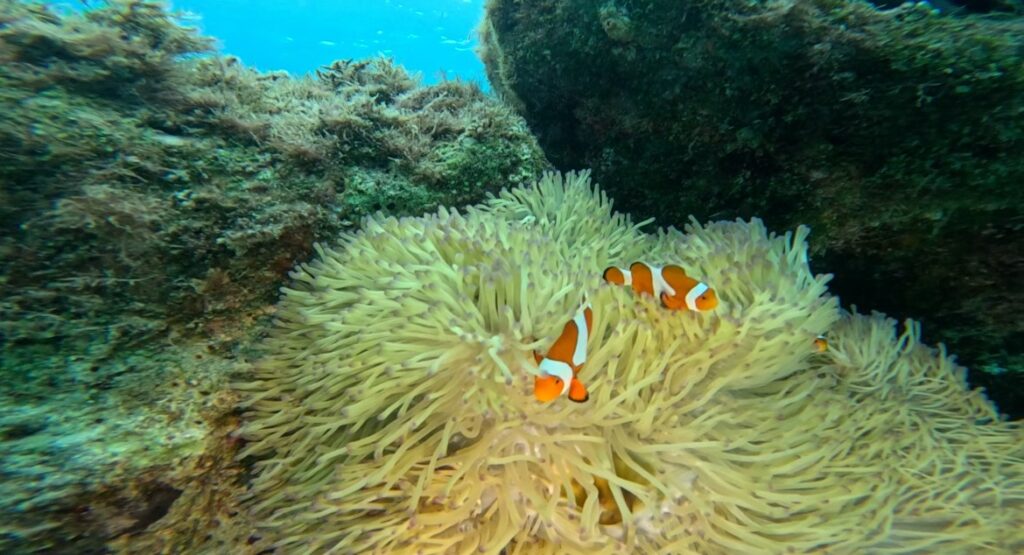 沖繩浮潛 中文教練 浮潛 超萌尼莫等著你 黑潮潛水