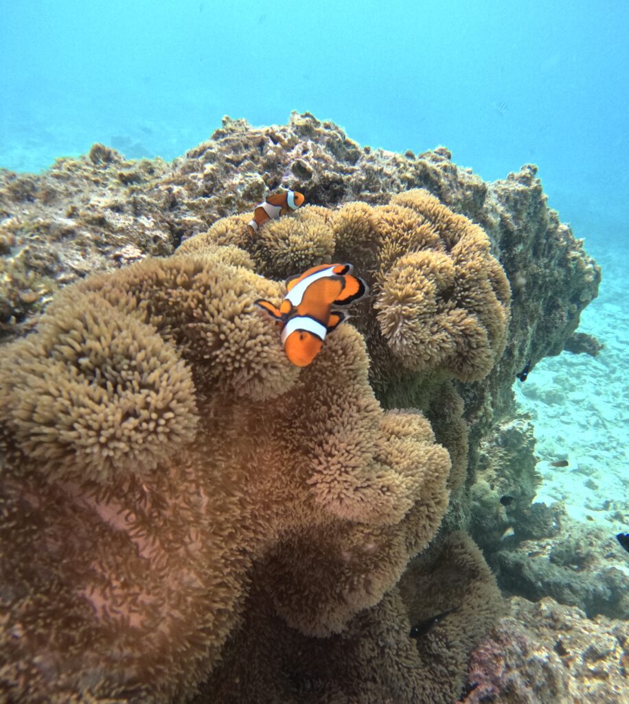 沖繩 中文說明 PADI｜📢颱風天小提醒🌊｜黑潮潛水
