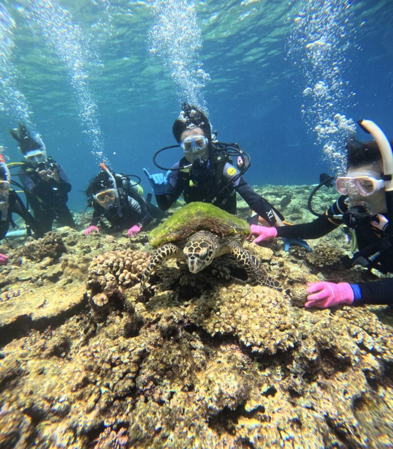 冲绳 PADI 中文 海龟 中文说明