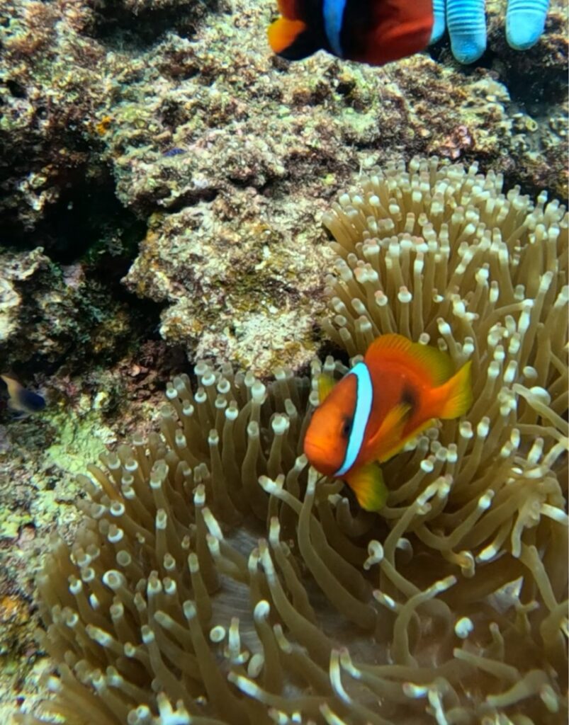 沖繩 PADI 青洞
