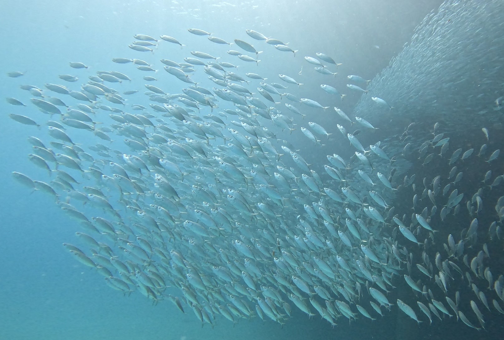 沖繩 PADI 崎本部緑地 潛水 中文 大猩猩劈掌岩