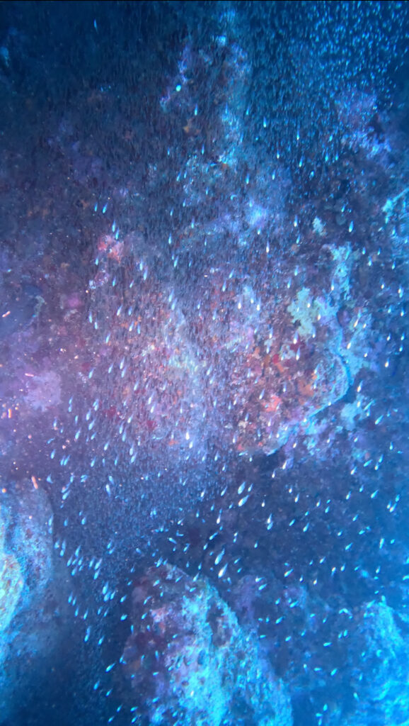 沖繩 PADI 中文
