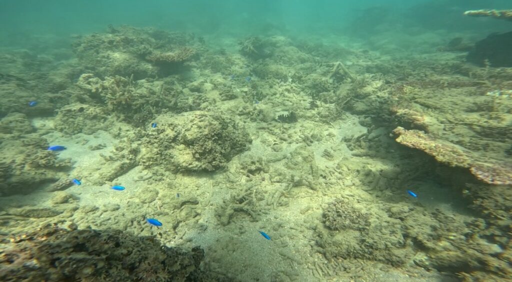 冲绳 潜水 中文说明 意外的美丽 黑潮潜水