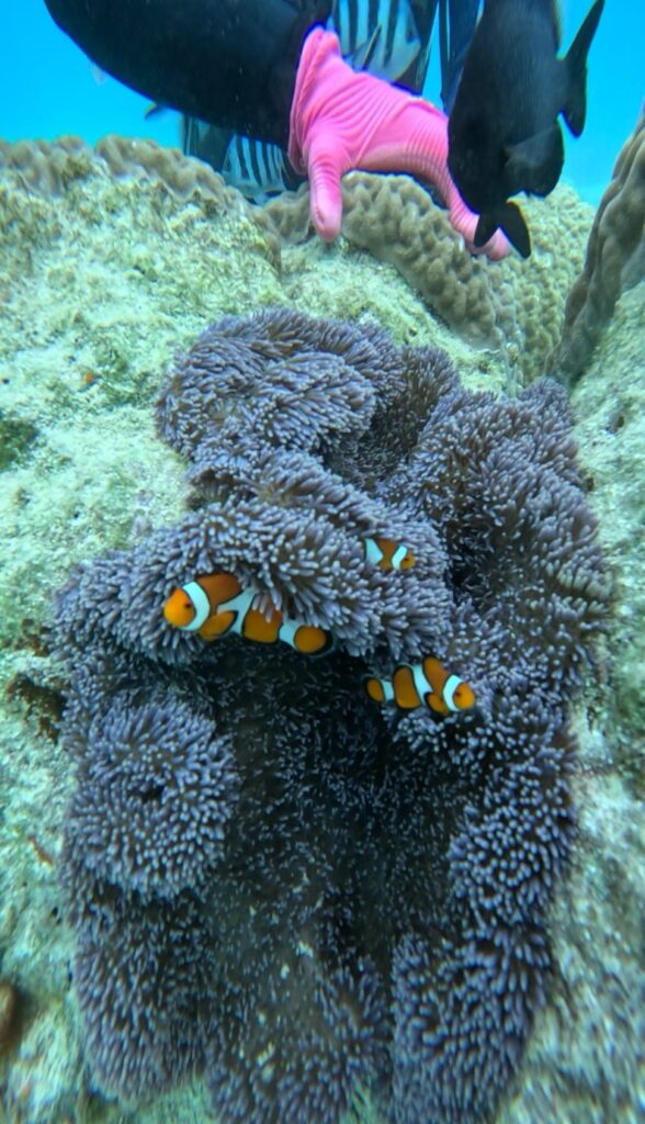 沖繩 中文教練 PADI 透藍景色 黑潮潛水