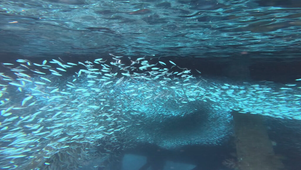 體驗潛水 浮潛 PADI 沖繩