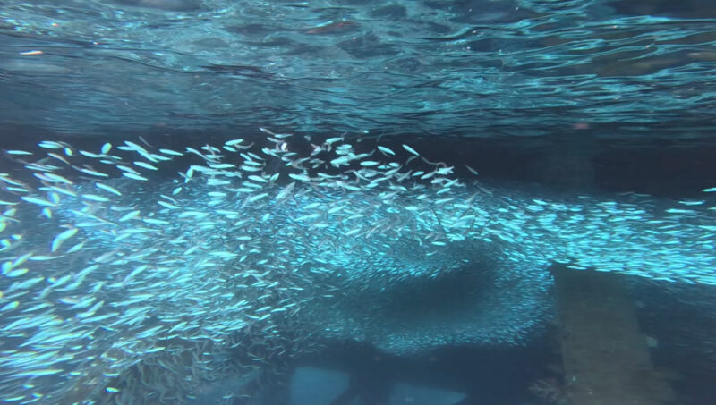 體驗潛水 浮潛 PADI 沖繩