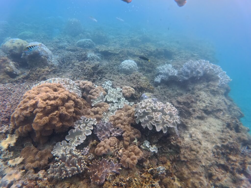 浮潜 潜水 冲绳 中文教练
