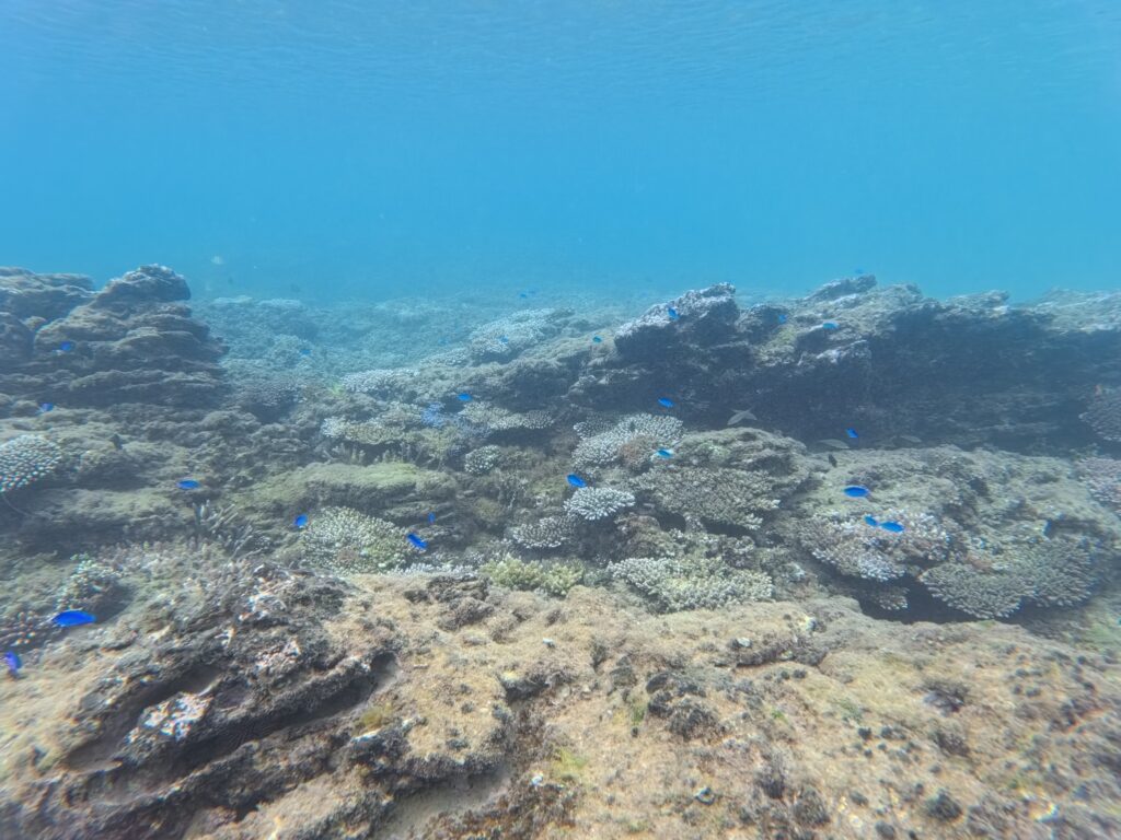 體驗潛水 沖繩 PADI 中文說明